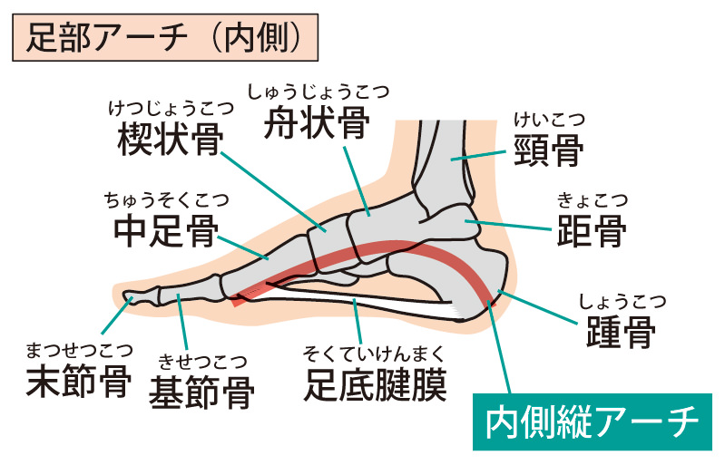 足部解剖図