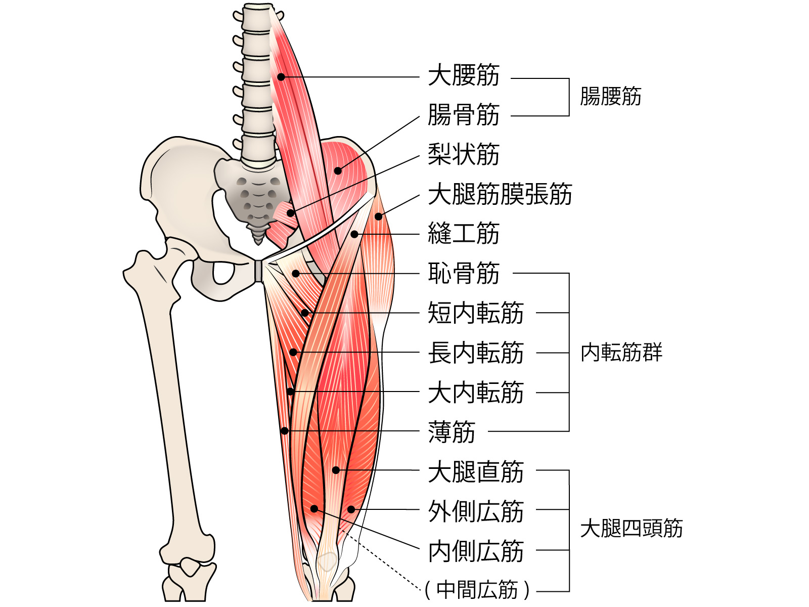 大腿部の解剖図