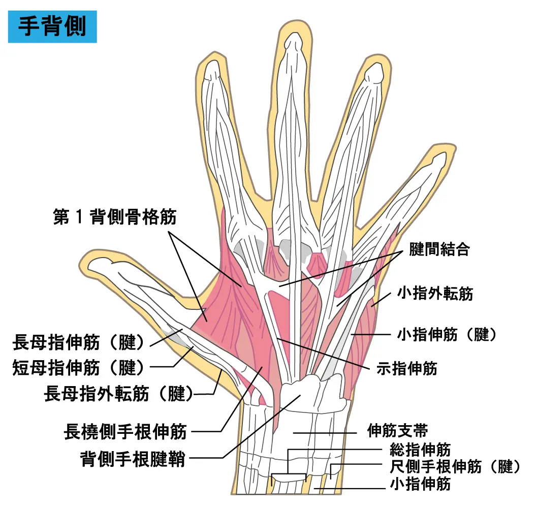 手の解剖図