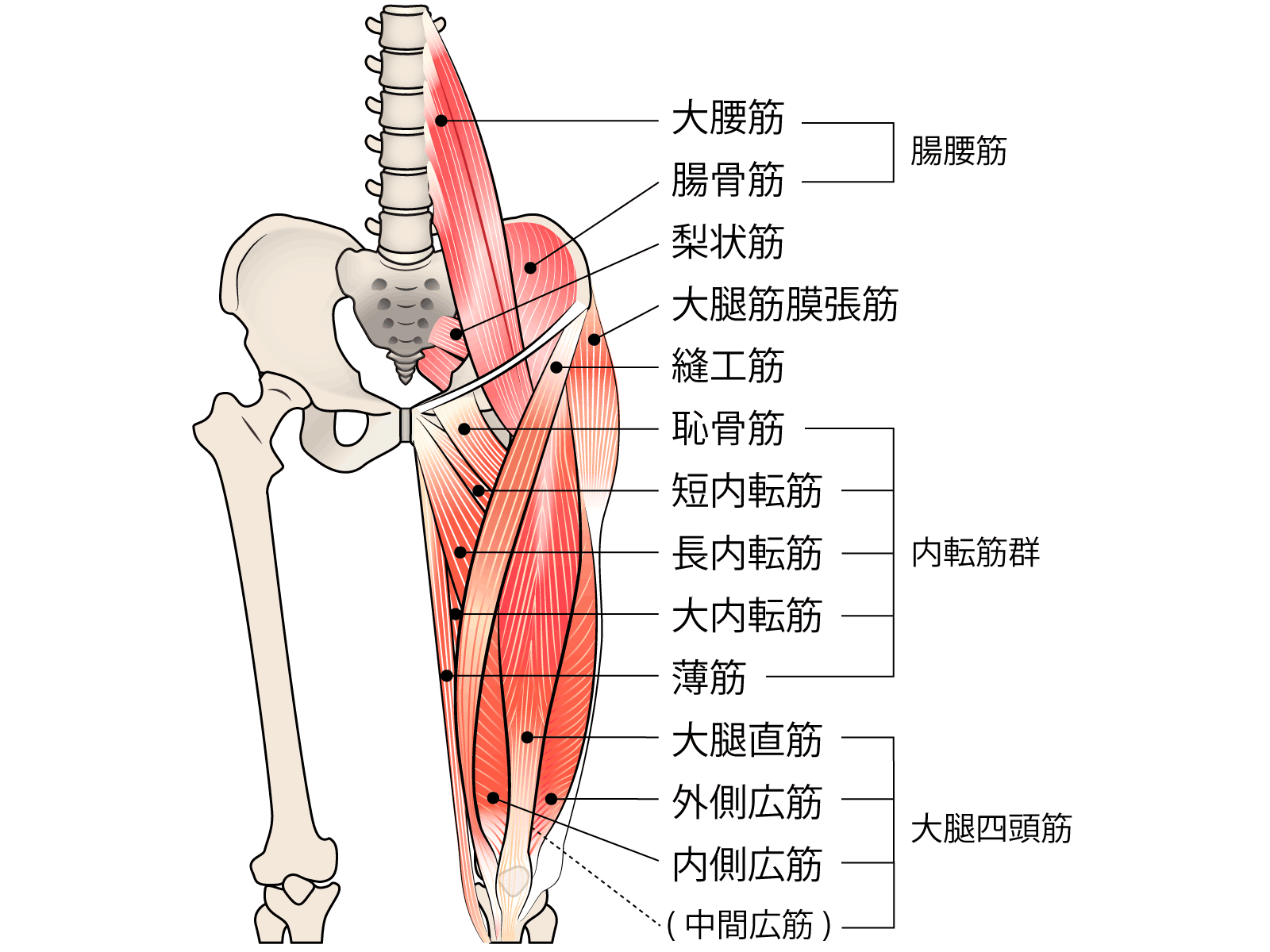 大腿部解剖図