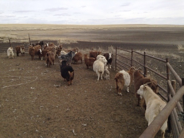 モンゴルの移民族の羊