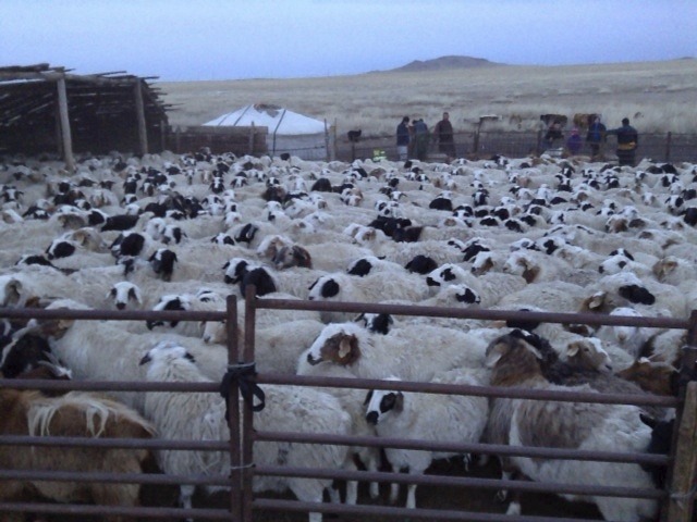 モンゴル異民族の羊
