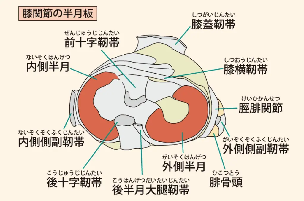 膝の解剖図解