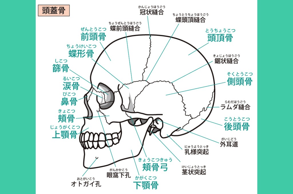 頭蓋骨解剖